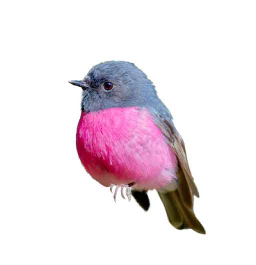 A small bird with a pink breast, matching Rentbird's blue-gray and pink color scheme.