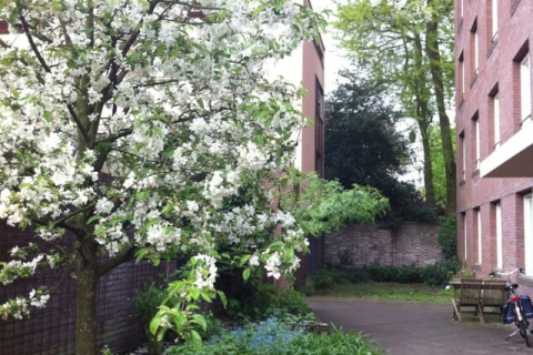 house image