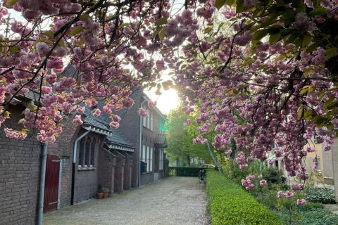 house image