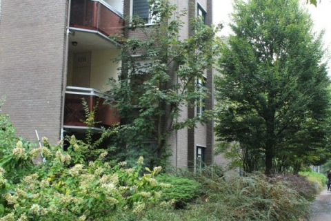 house image