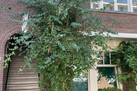 house image